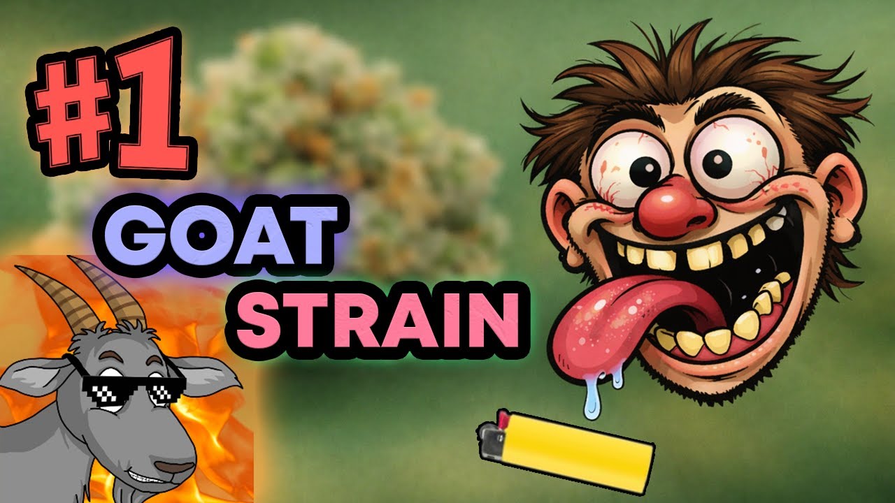 BEST INDICA AND SATIVA STRAIN OF ALL TIME