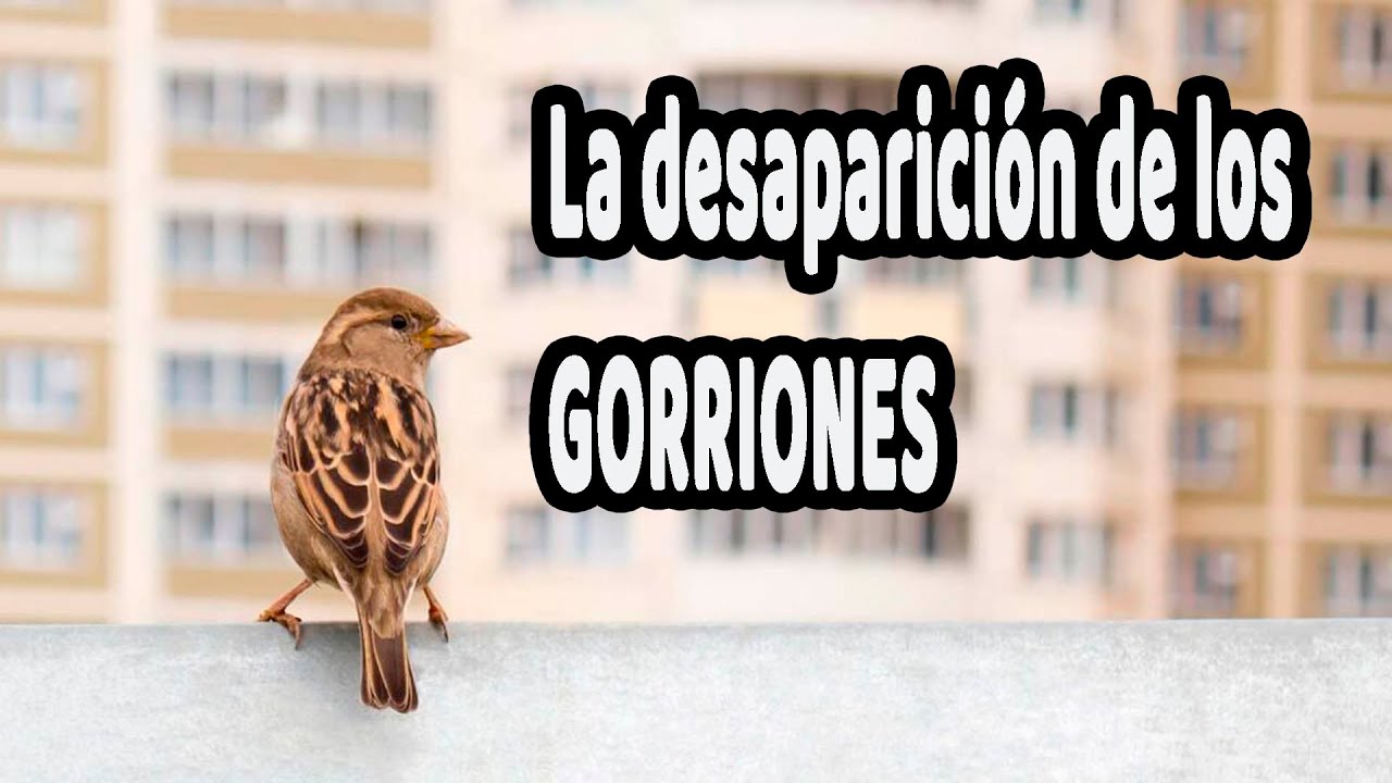 ¿Por qué los gorriones están desapareciendo de las ciudades?