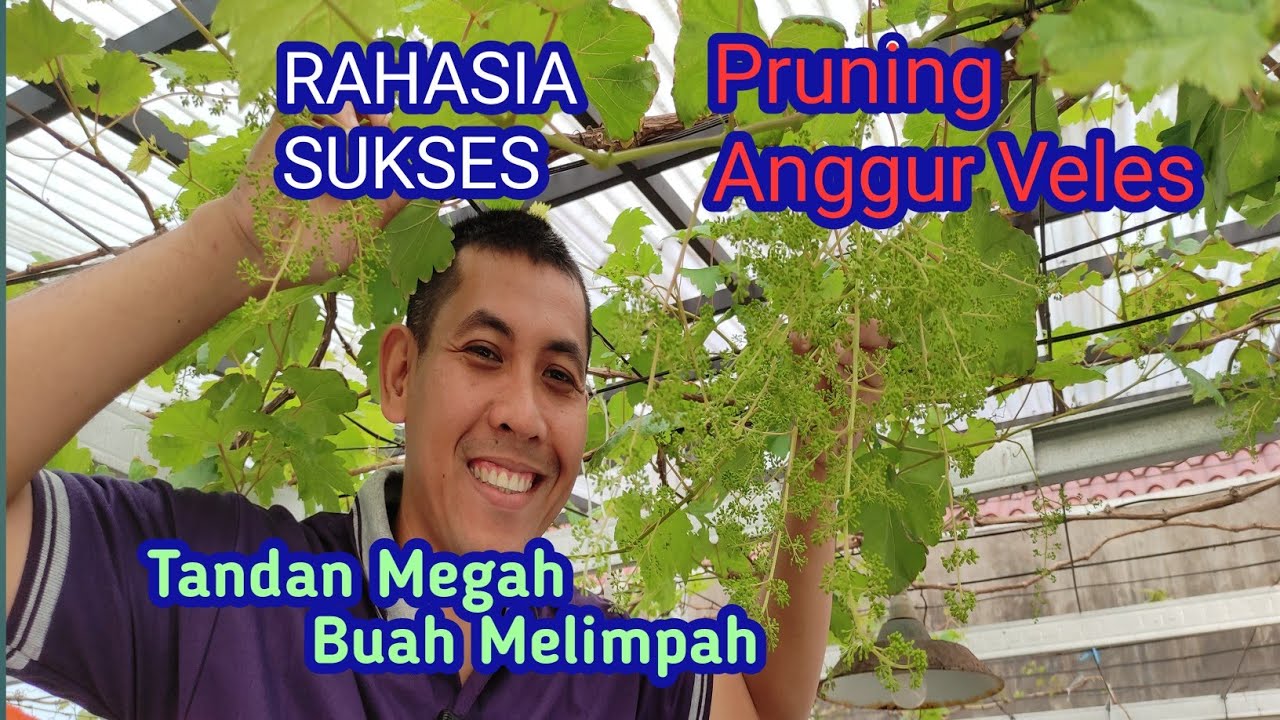 Rahasia Sukses Pruning Anggur Veles: Buah Melimpah dan Tandan Megah