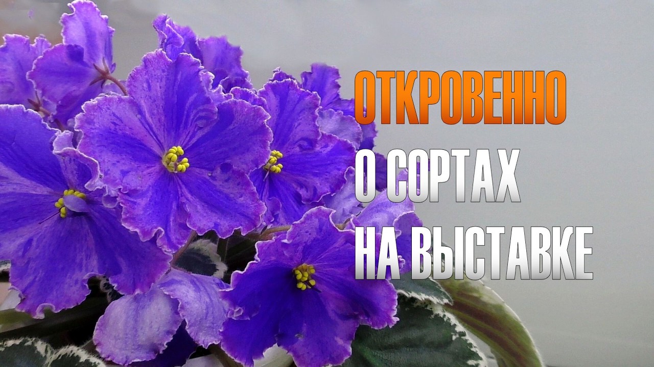 Ирина Данилина рассказывает о стандартных сортах сенполий на выставке в Доме Фиалки