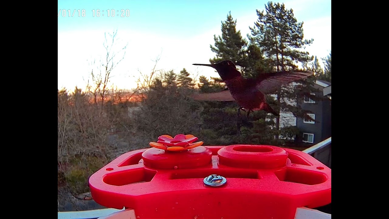 Hummingbird #feeding #birds #WA 