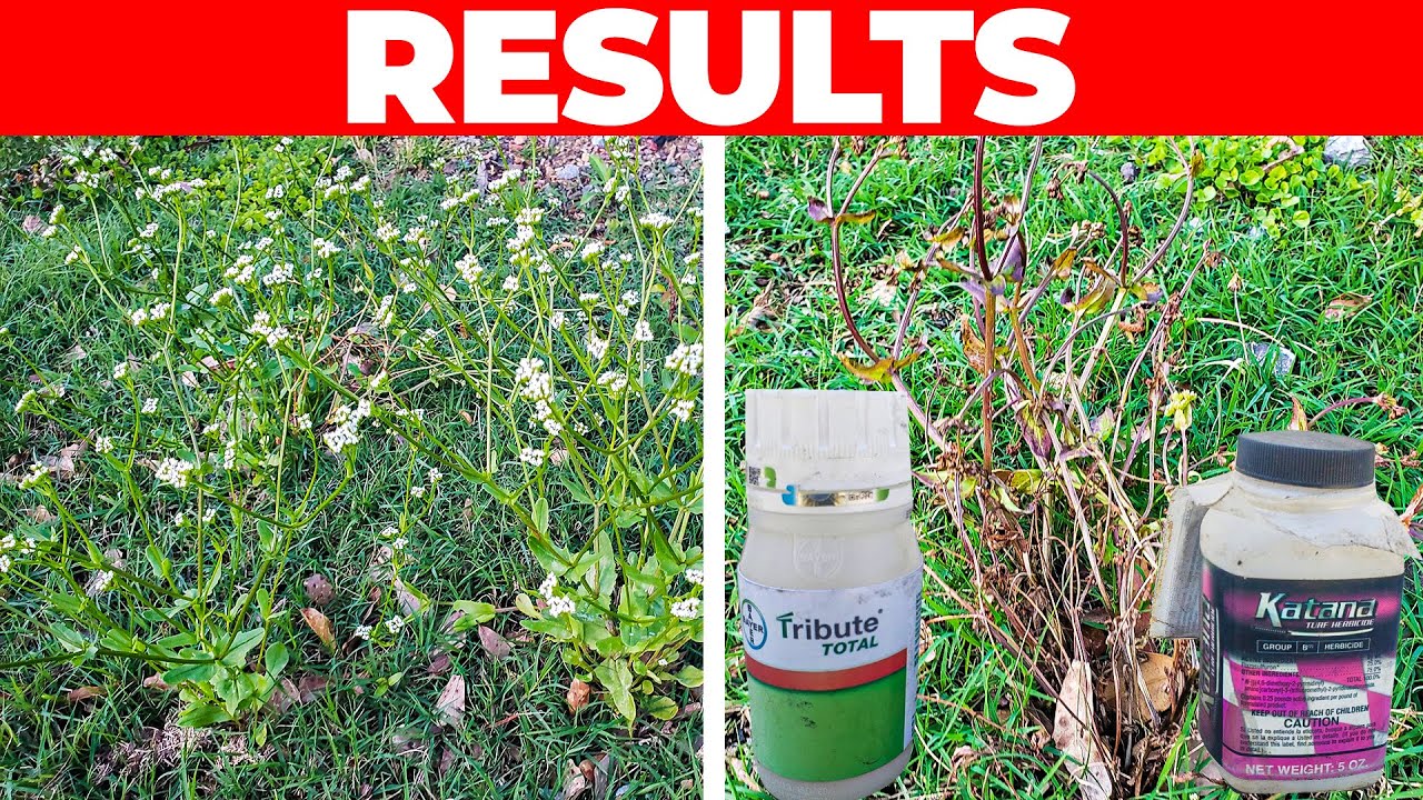 2 Weed Control Products to Kill Weeds in Your Bermuda or Zoysia Lawn WITHOUT Killing the Grass