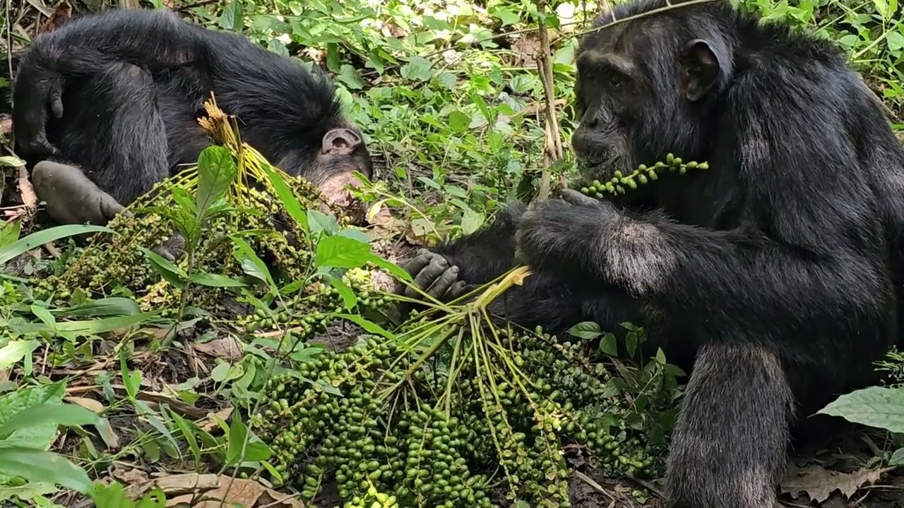 Chimpanzee Trekking Highlights - Kibale National Park - January 2025