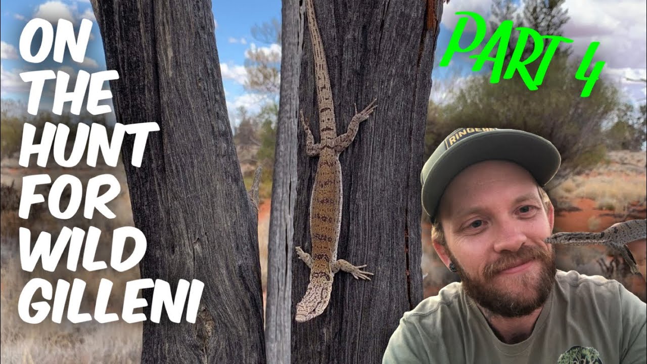 South Australia Herp Trip Part 4 | Finding wild Varanus gilleni ~ Pygmy mulga monitor