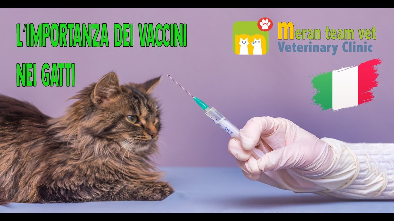 15 - l’importanza dei vaccini nei gatti