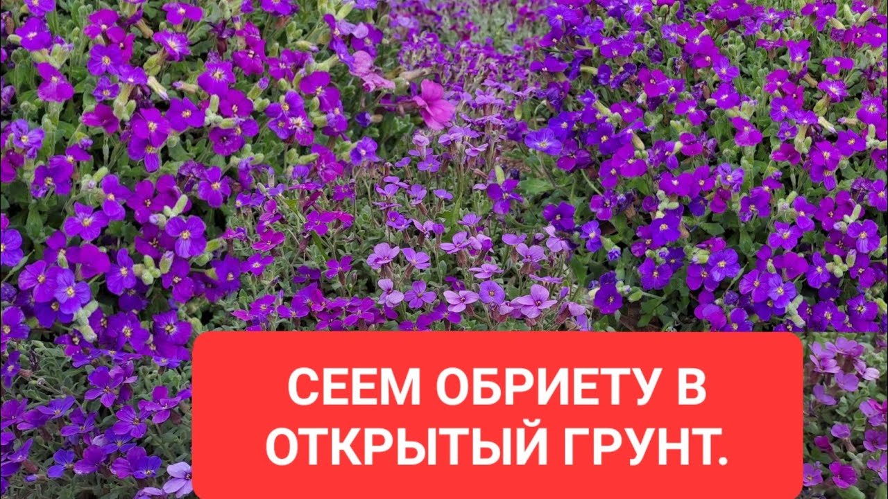 СЕЕМ ОБРИЕТУ В ОТКРЫТЫЙ ГРУНТ. САМЫЙ ЛЁГКИЙ СПОСОБ ВЫРАЩИВАНИЯ.