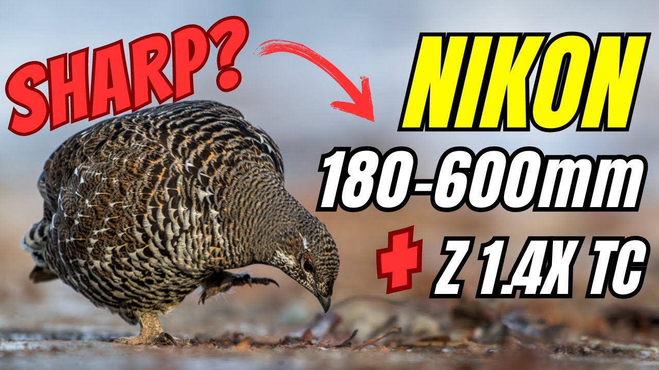 Nikon Z 180-600 — как он работает с телеконвертером Z 1.4 в полевых условиях? Фотосъёмка птиц!
