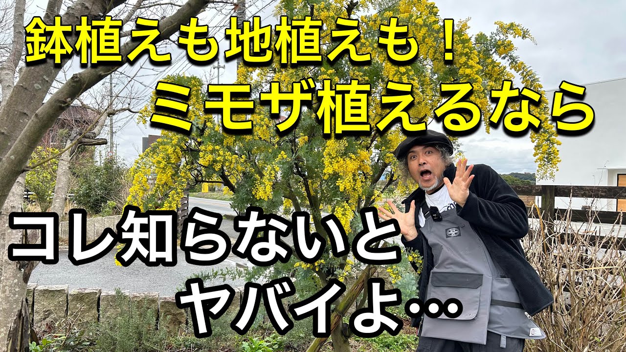 【ミモザ】鉢植えも地植えもミモザ・アカシア植えるなら知らないとヤバい！基本の育て方。植え替え・剪定・肥料など