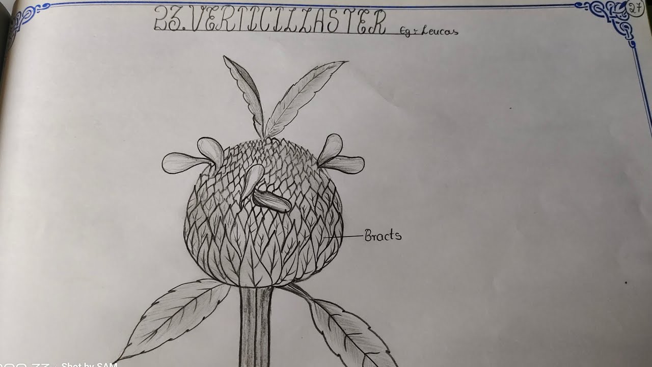 Drawing VERTICILLASTER//LEUCAS @The_LefthandedArtist #verticillaster #leucas #botany #record