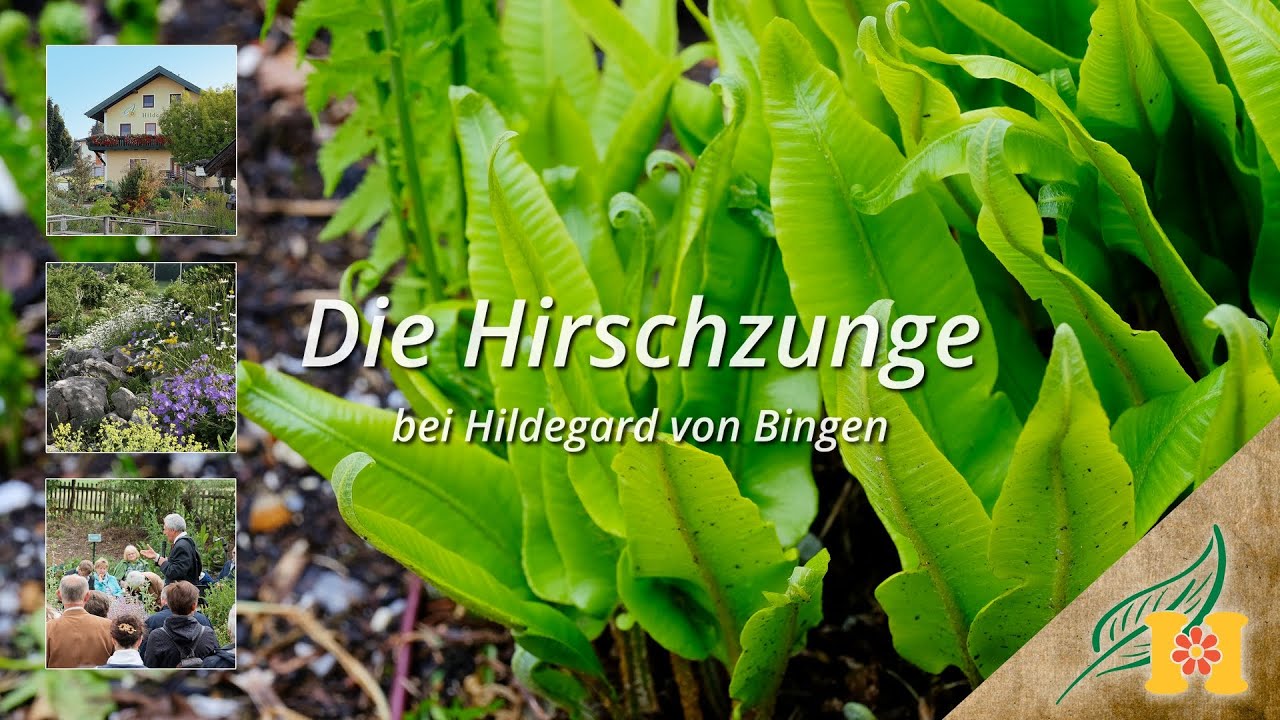 Der Hirschzungenfarn bei Hildegard von Bingen