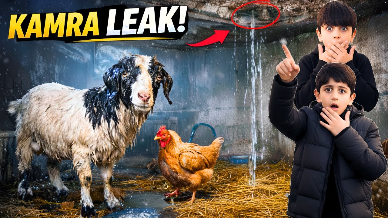 Barafbari Ne Tabahi Macha Di 😱 | Bakriyon Aur Murghiyon Ka Kamra Leak!