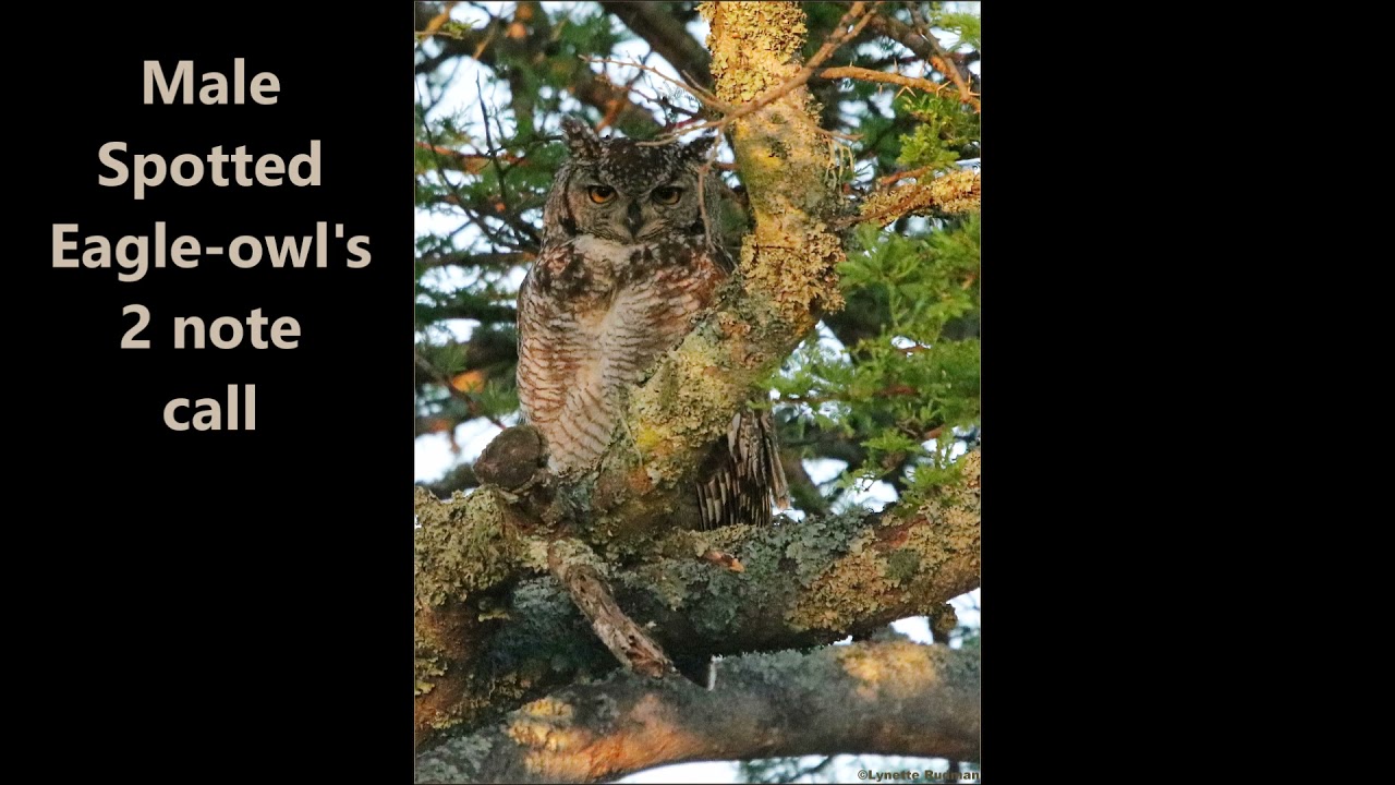 Spotted Eagle-owl male calling