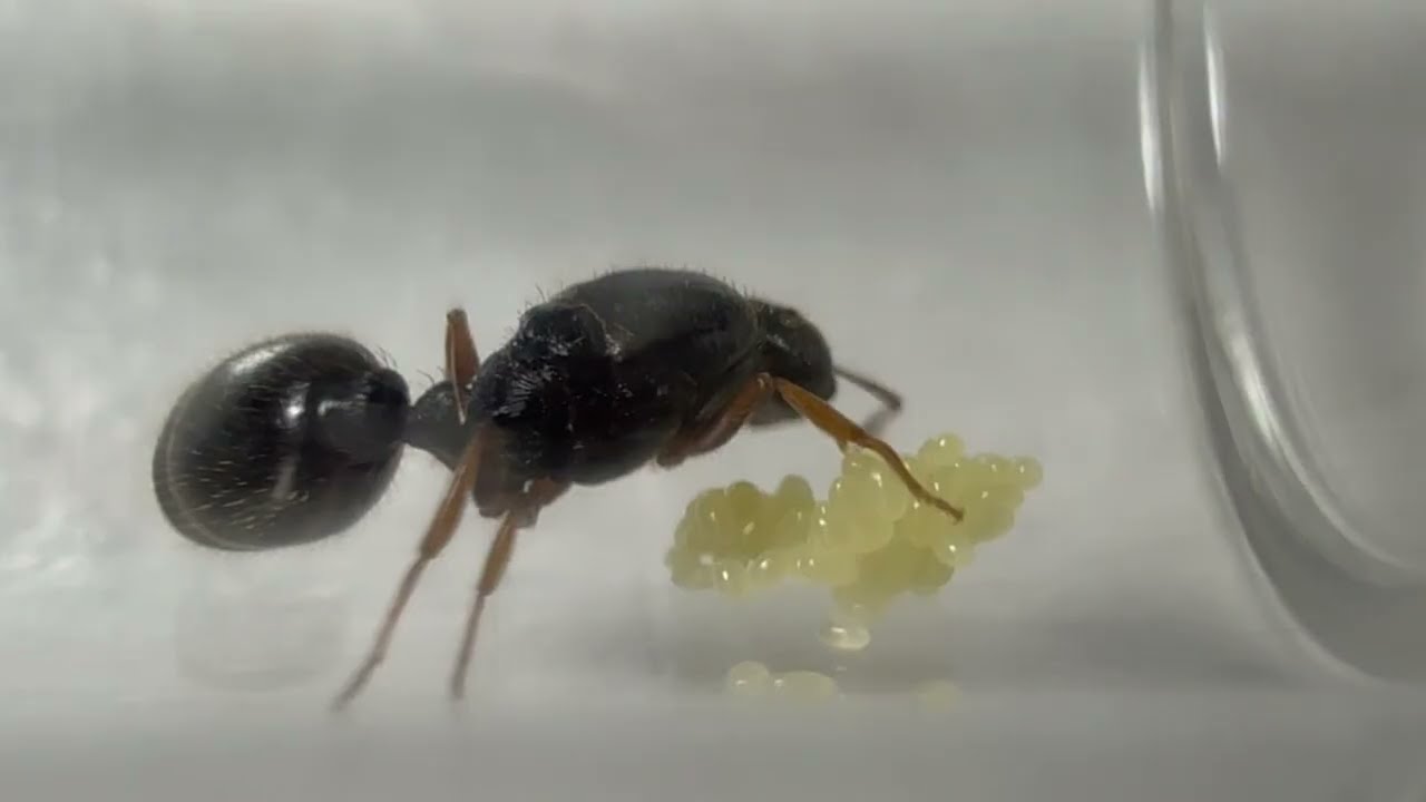 HUGE NEWS! | Small Pavement Ant Queen Update | New Camera! | Ants Utah