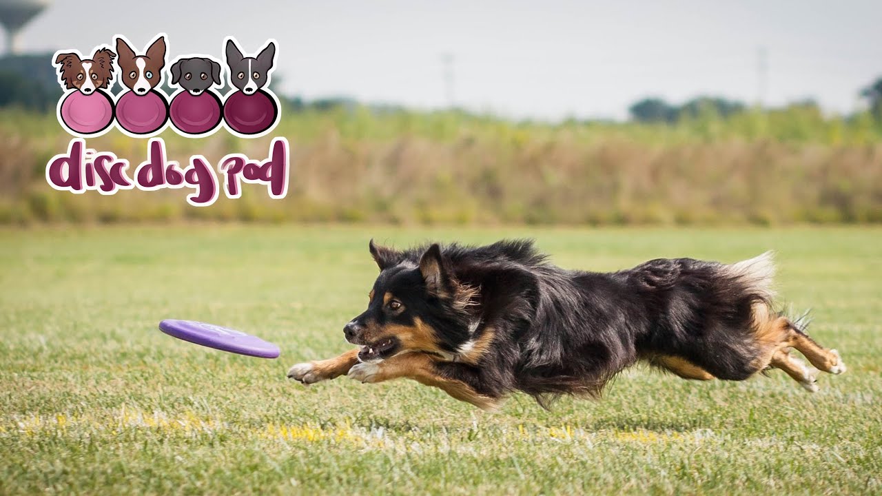 Finding Motivation to Practice | Disc Dog Pod Ep. 18