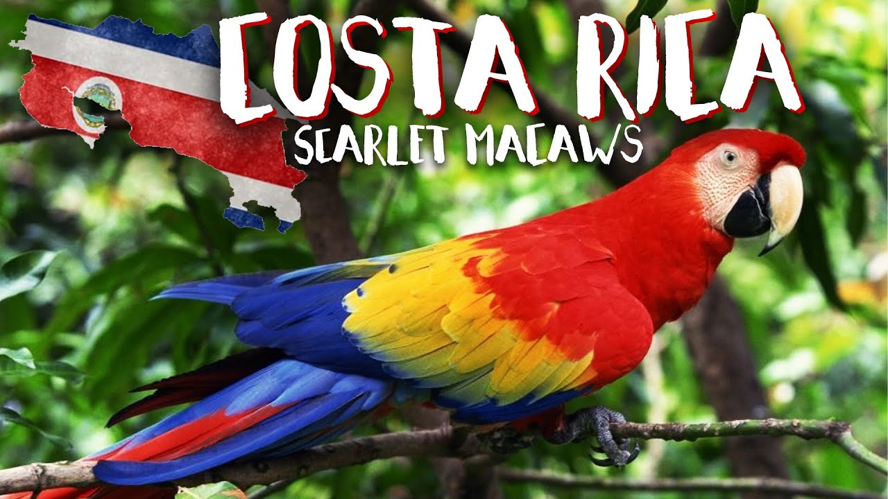Scarlet Macaw Family In My Yard - Costa Rica