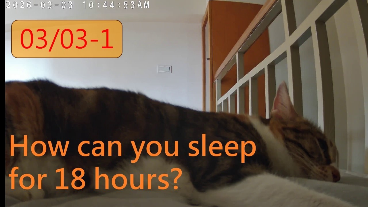 24小時直播精華｜How can you sleep for 18 hours?|你怎麼可以睡18個小時