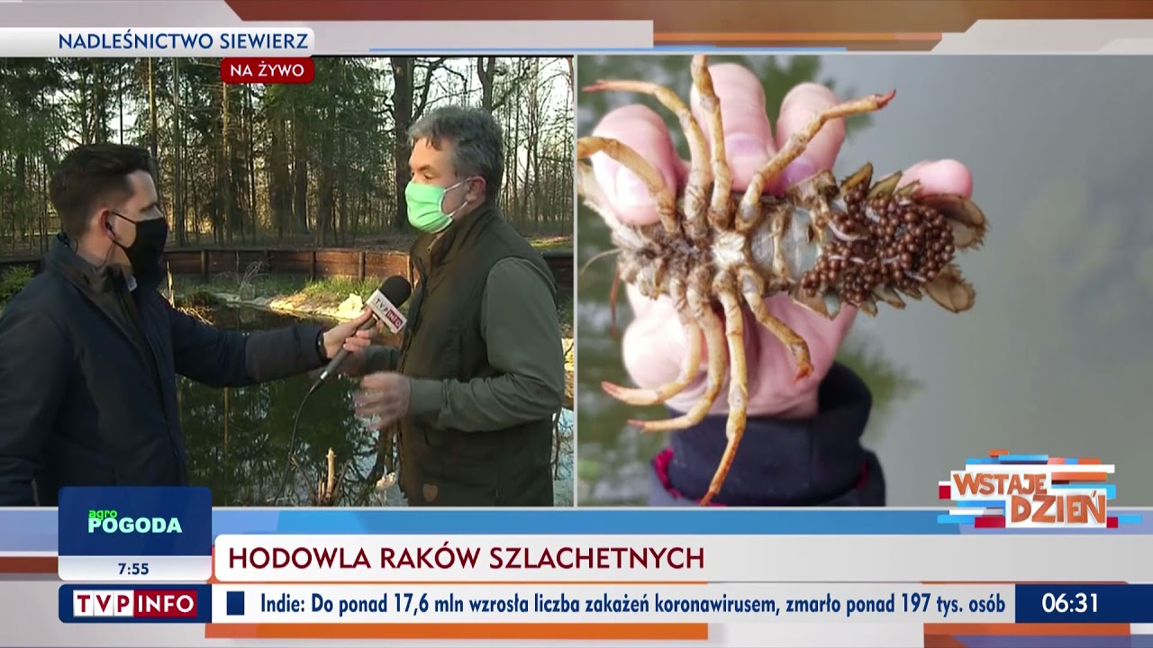 Hodowla raka szlachetnego