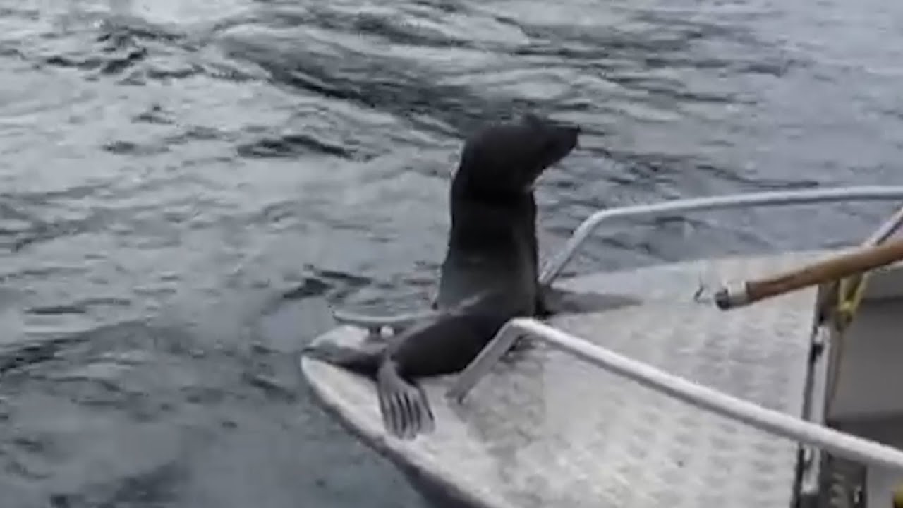 Fishermen Spot Stranded Sea Lion Pup Caught In Fishing Nets & Need To Act Fast!
