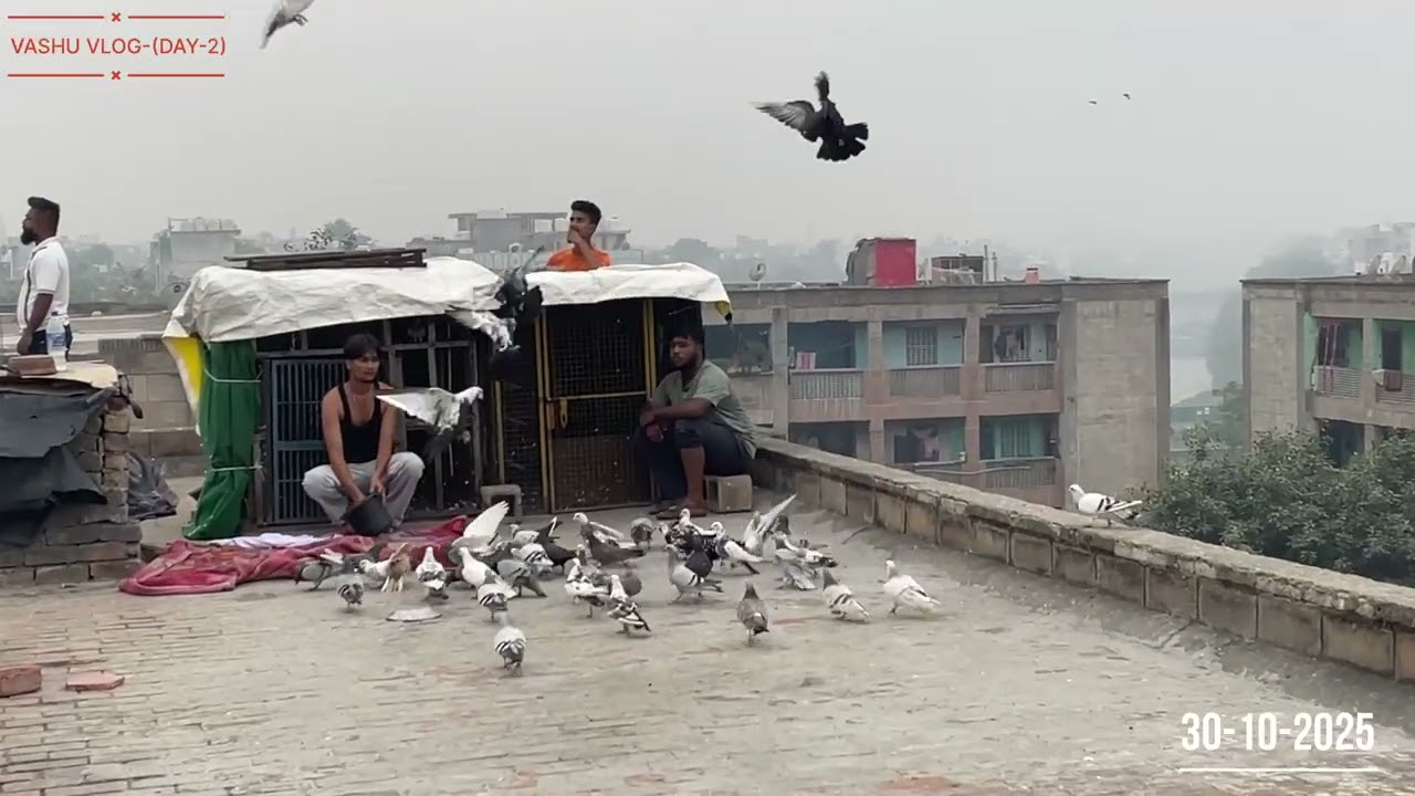 jabardast ladaiya day-2  ❤️ ( 1 kabuter pakda ) Delhi Ki akabutar Bazi  🥰