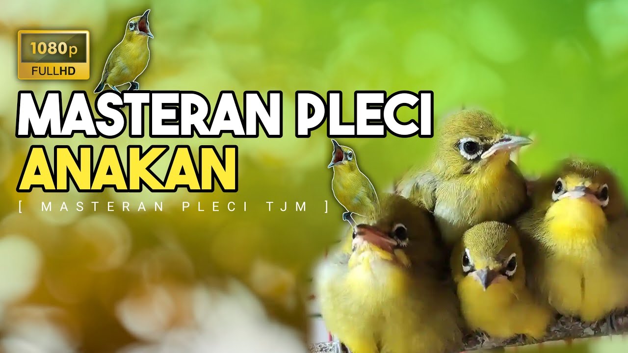 🔴 LIVE Masteran Pleci Tembakan Kenari Untuk Pleci Bahan Dan Anakan