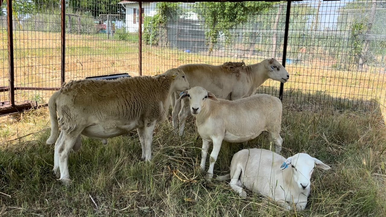 Why You SHOULDN’T USE A Percentage Australian White Ram | BRG Australian White Sheep Breed Up