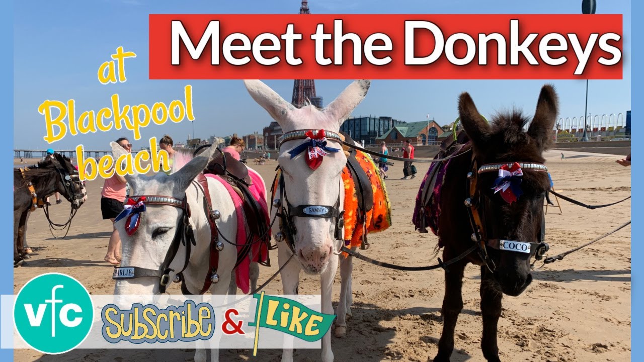 Meet the Seaside Donkeys on Blackpool Beach