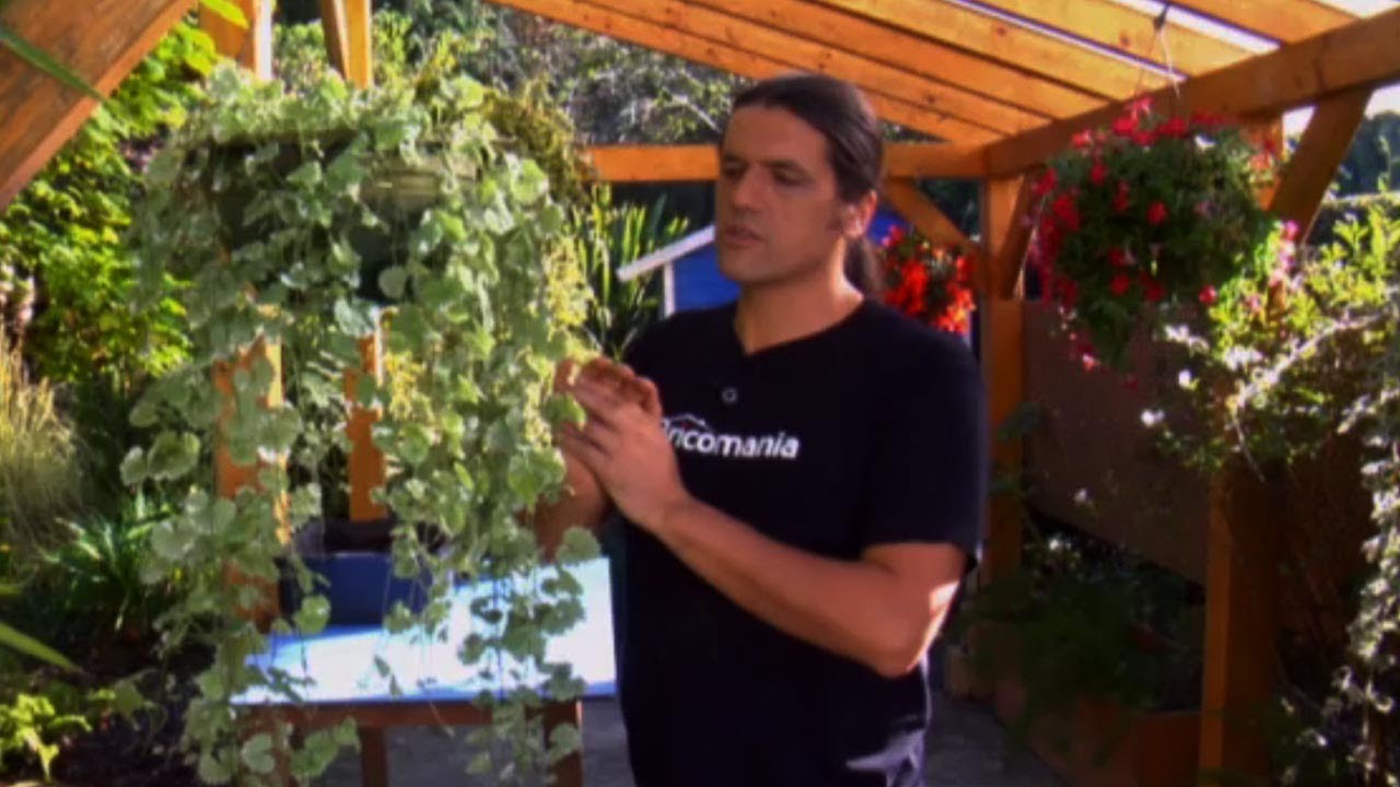 Cómo reproducir plantas colgantes variegadas - Bricomanía - @Jardinatis