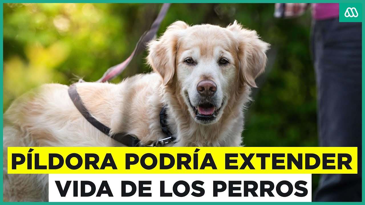 Cient&iacute;ficos desarrollan p&iacute;ldora que podr&iacute;a extender vida de los perros