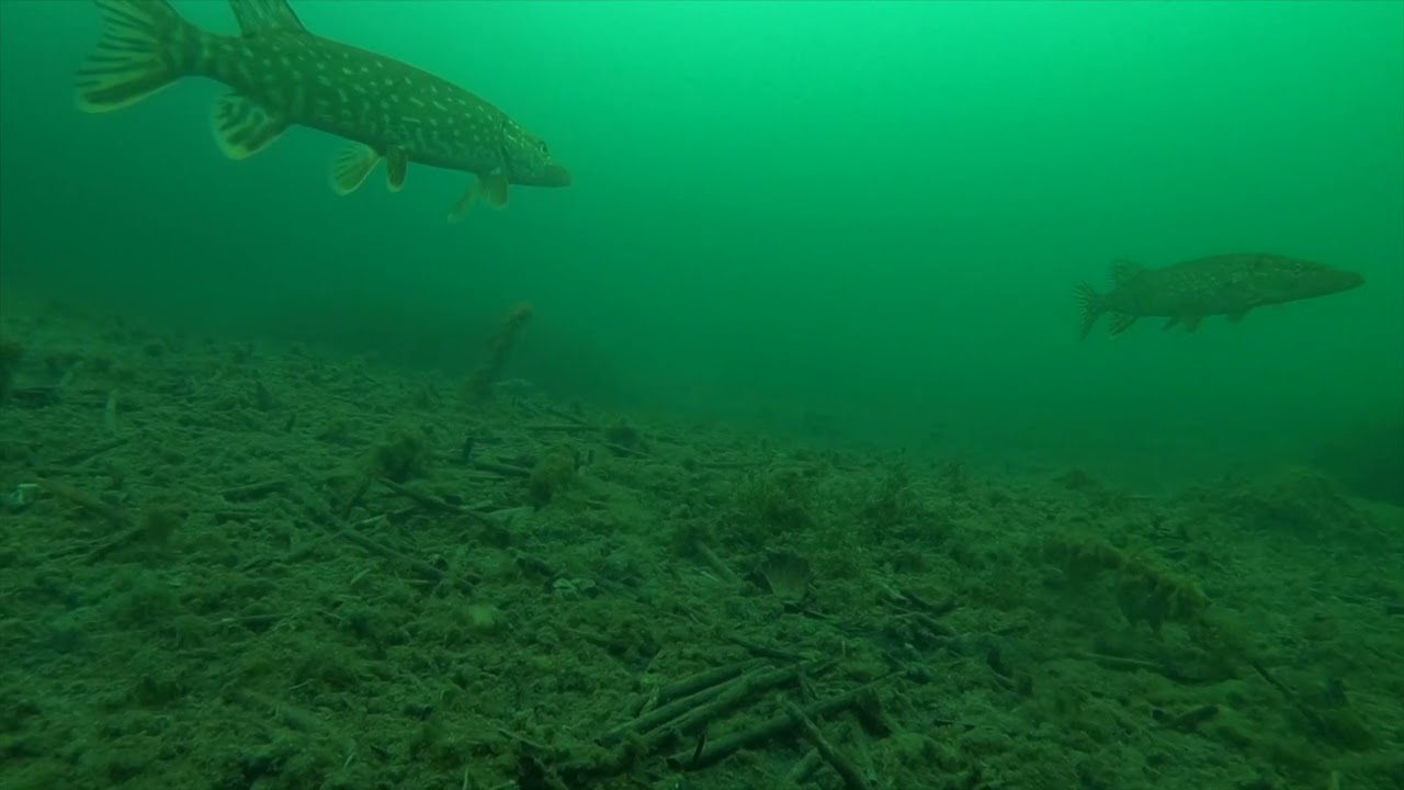 🎣 Under the ice – silent observation