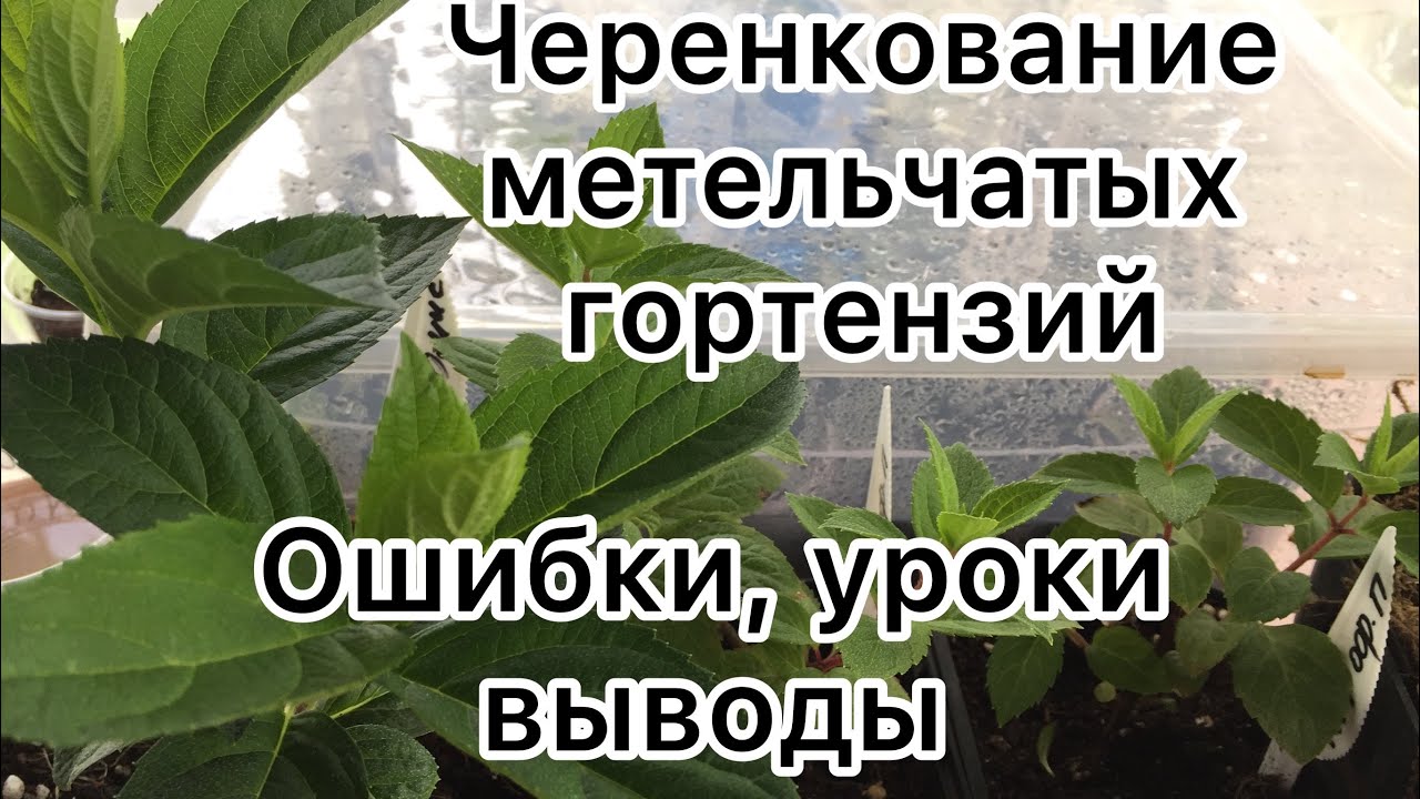 ЧЕРЕНКОВАНИЕ МЕТЕЛЬЧАТЫХ ГОРТЕНЗИЙ. Ошибки,уроки, выводы.
