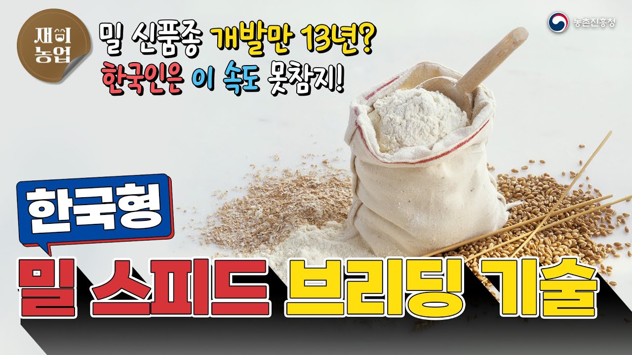 [재미농업] 🤩밀 신품종 개발이 13년이나 걸린다고? 답답해서 신기술 개발해버림😘😘