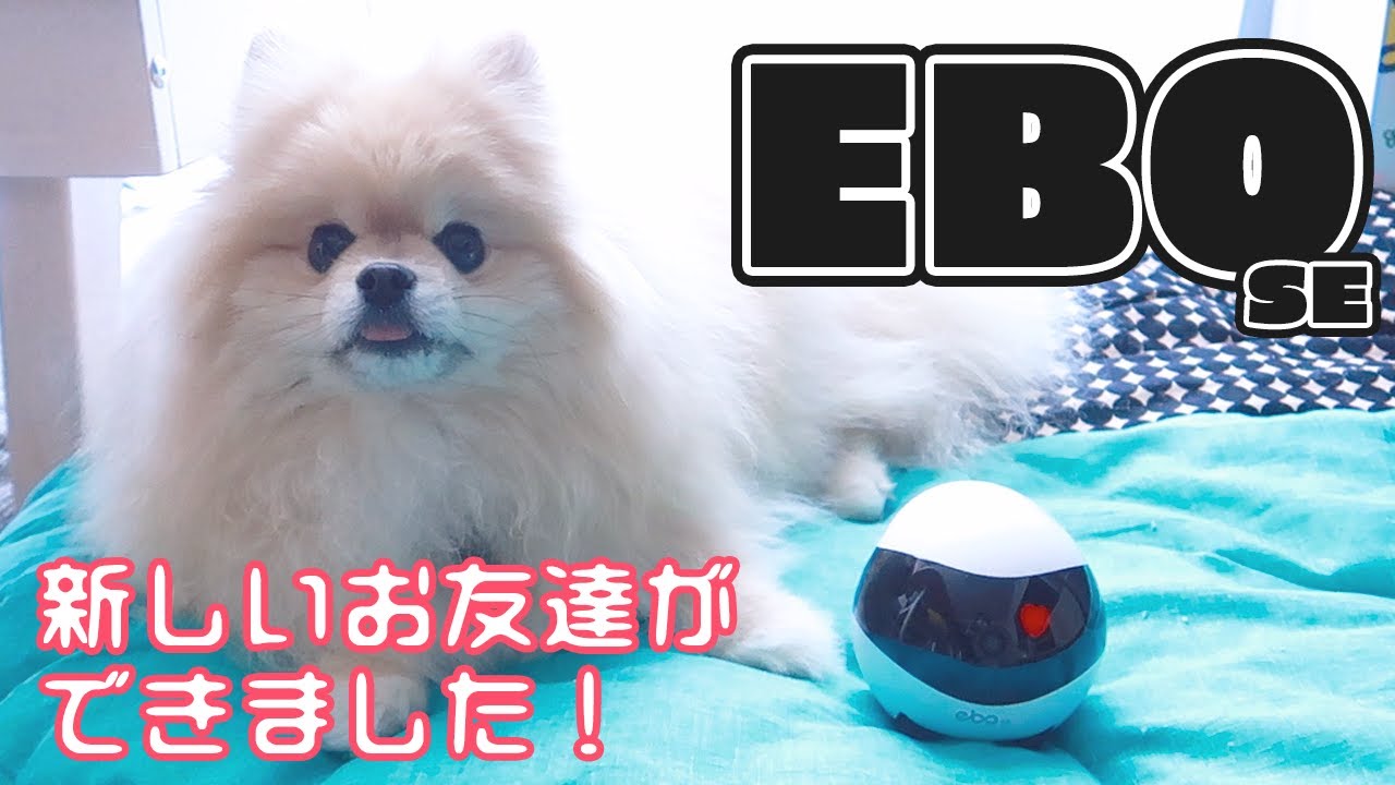 【EBOse】新しいお友達はハイテク見守りロボット！