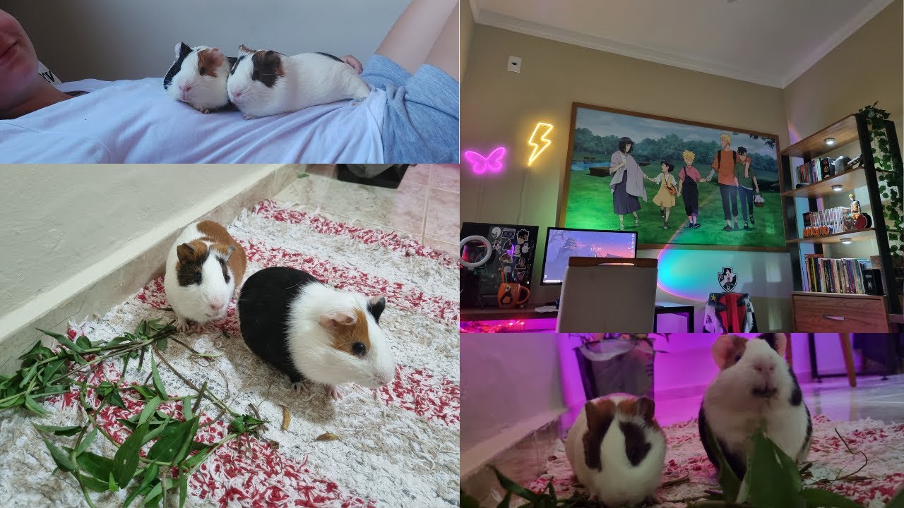 VLOG: ROTINA DE FIM DE SEMANA, HENRIQUECIMENTO AMBIENTAL E TOUR PELO MEU QUARTO GAMER!