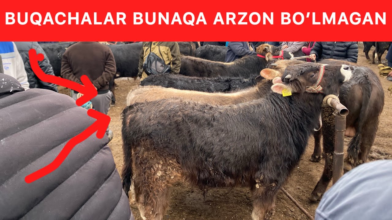 QO’RG’ONTEPA MOL BOZORIDA NARXLAR KESKIN O’ZGARMOQDA BUQACHA NARXLARI