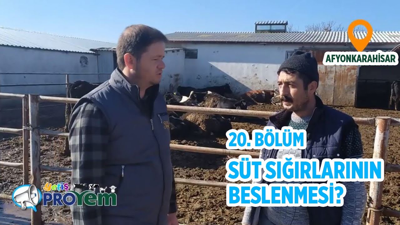 Süt sığırlarının beslemesi - Yetiş Proyem 20. Bölüm
