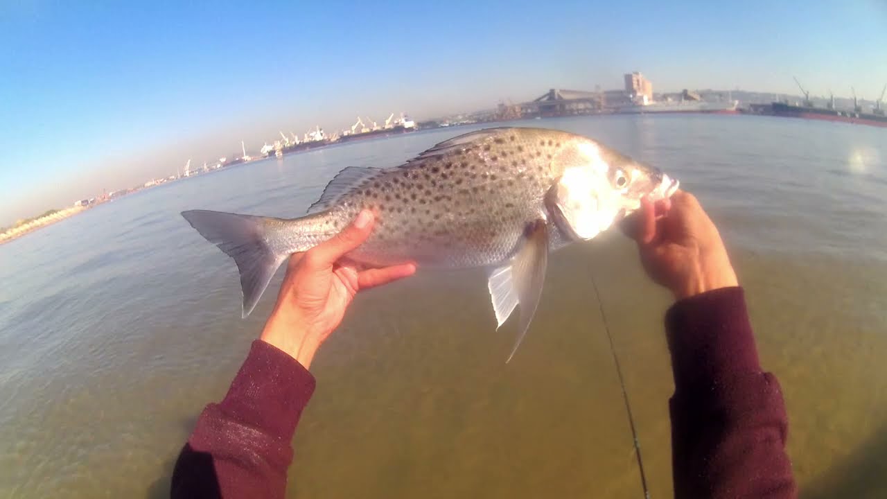 Fly Fishing Durban Harbour_ Shallow Water Spotted Grunter 01