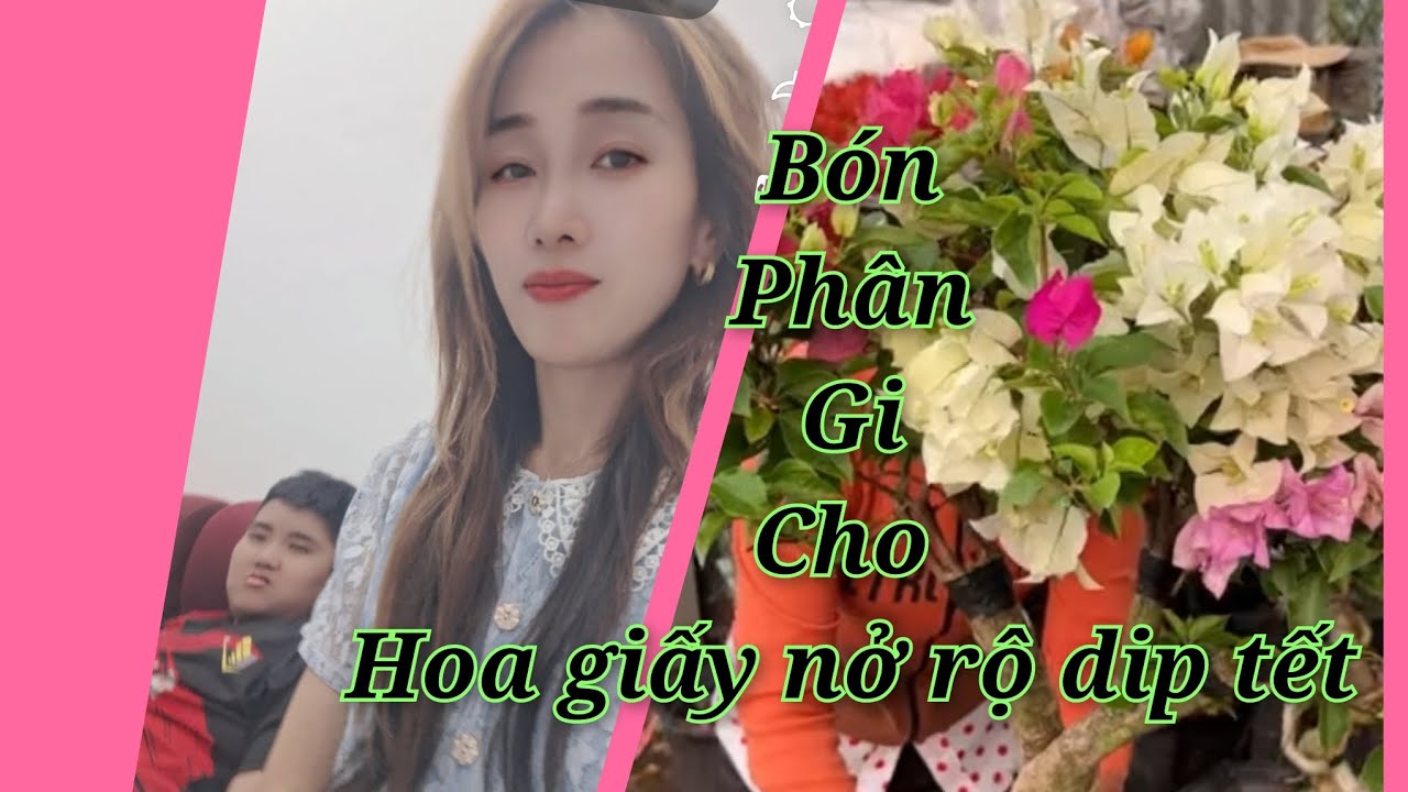 #Hoa giấy tết #khi nào cắt nước hoa giấy tết #vô phân gi làm Bông cho hoa giấy nở dịp tết