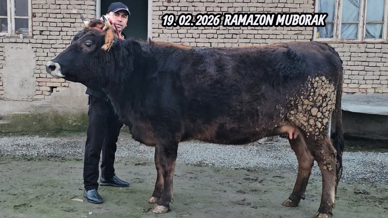 SHVEST ESTO‘N YETUK BO‘G‘OZLAR🔥 SHAMSIDDIN AKA FERMASIDAN 5 BOSH BO‘G‘OZLAR🔥