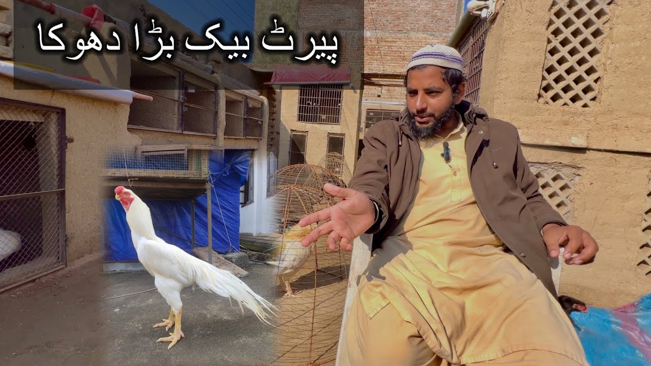 Parrot Beak Long Tail Aseel Big Scame In Pakistan | پیرٹ بیک اسیل بڑا دھوکا 😡