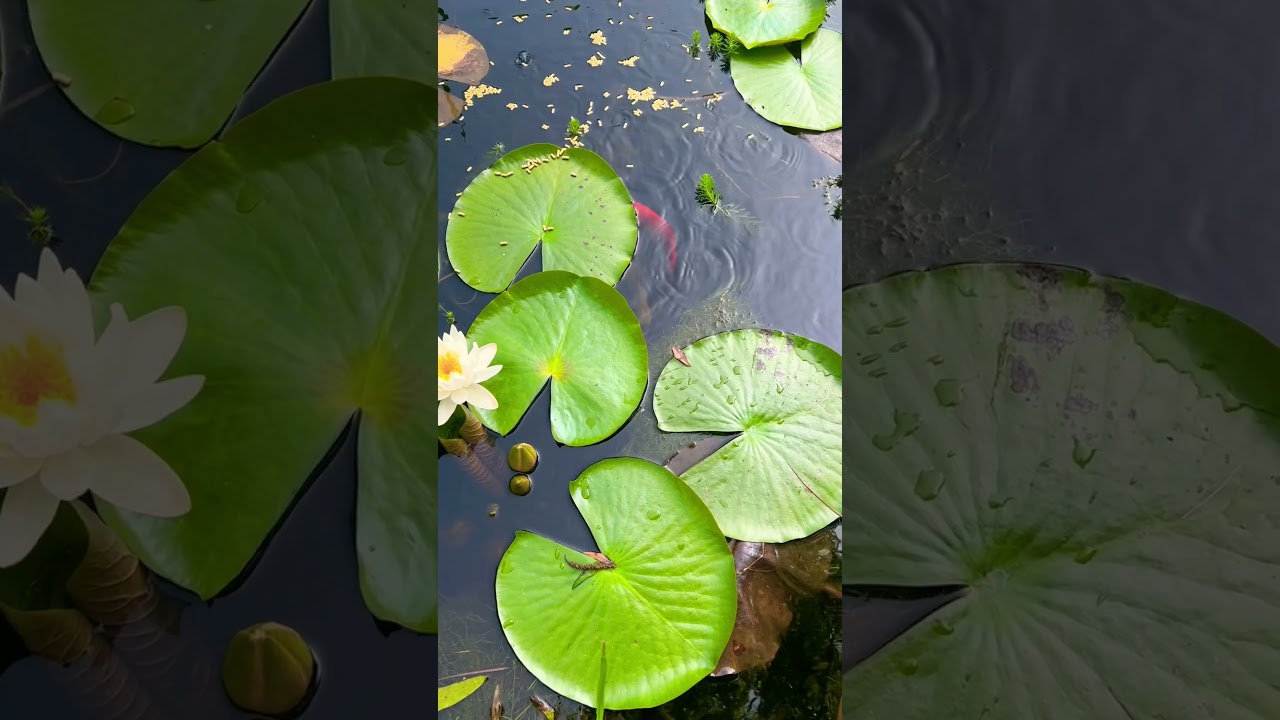 WaterLilies & Fish! Such a relaxing thing to watch! 