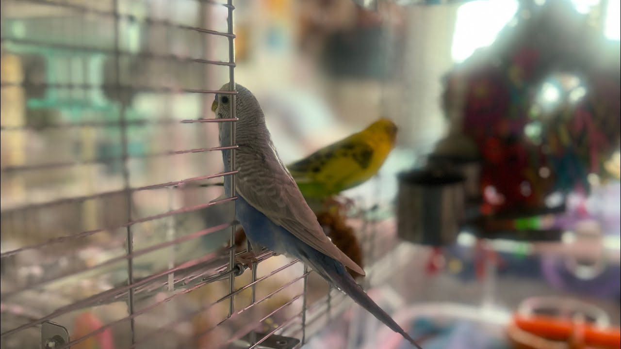 Vision Cage Review Double vs Single for Budgies