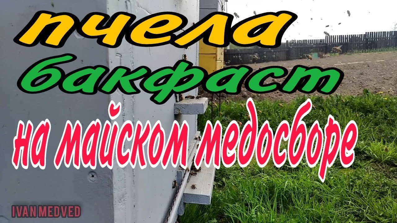 пчела бакфаст на майском медосборе