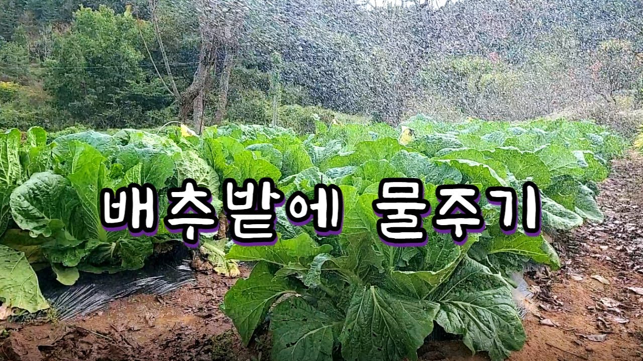 텃밭 김장배추 물주기. 배추밭에 물주기. 텃밭 배추 물주기.