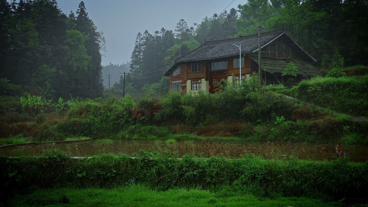🌧️ Rain on Wooden House 🌙 Misty Hillside & Rice Field Sounds for Sleep