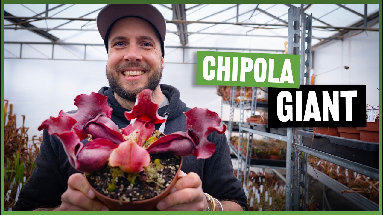 Sarracenia purpurea &bdquo;Chipola Giant&ldquo; &ndash; der gr&ouml;&szlig;te Purpurea?! | Pflanze im Detail