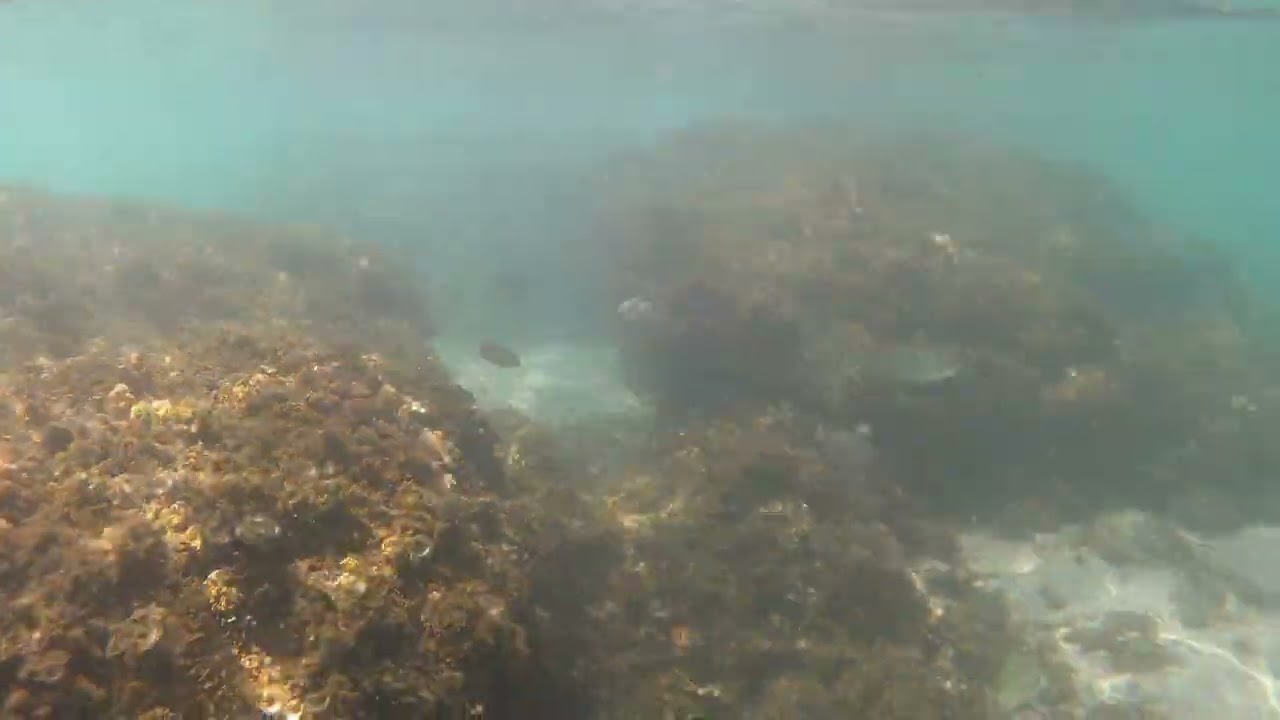 BUCEANDO EN UNA CALA DE PEÑISCOLA