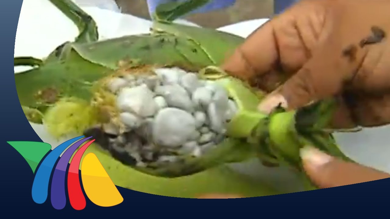 Otomíes exportan huitlacoche