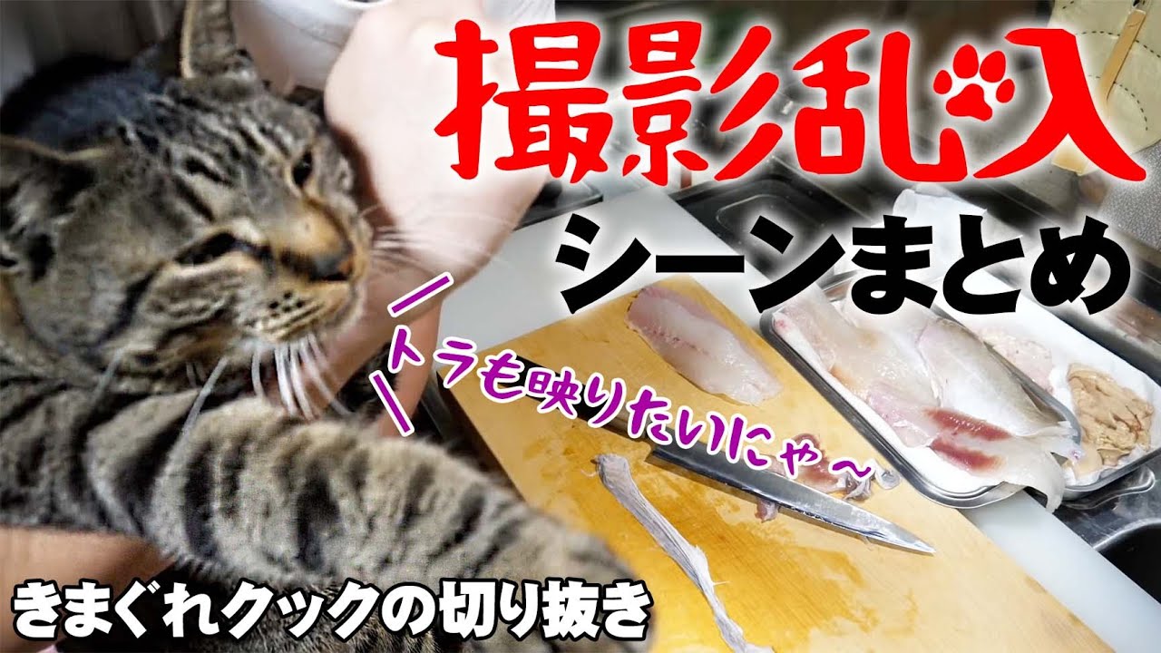 【トラ抜き】きまぐれクック撮影中に乱入しちゃうトラちゃんまとめ🐈
