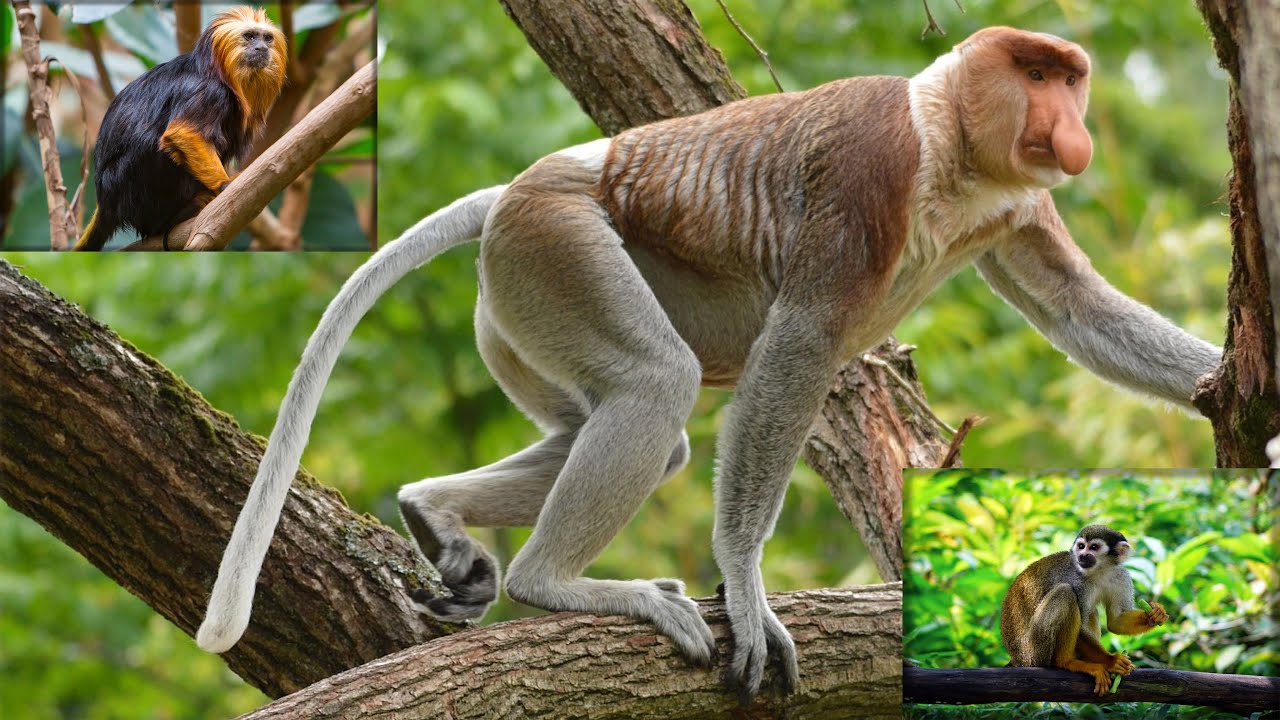 The monkey - photo slideshow