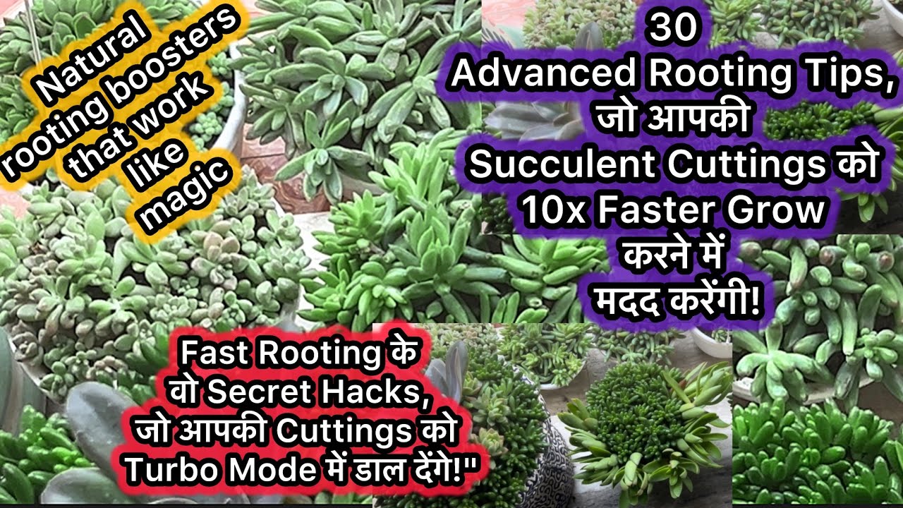 30 Advanced Rooting Tips, जो आपकी Succulent Cuttings को 10x Faster Grow करने में मदद करेंगी |